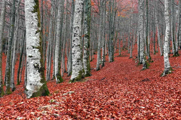 Bosque en otoño con hojas rojas en el suelo — Foto de Stock