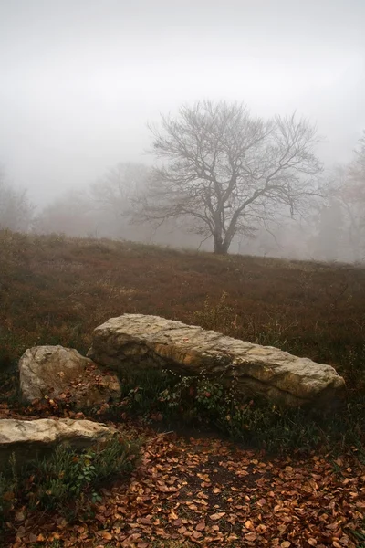 Albero solitario su paesaggio freddo e desolato — Foto Stock