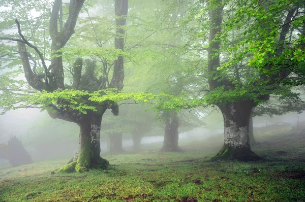 Floresta nebulosa na primavera com nevoeiro — Fotografia de Stock