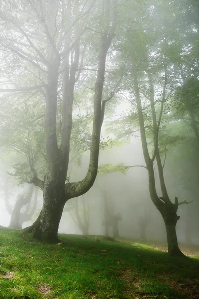 Forêt avec brouillard au printemps — Photo