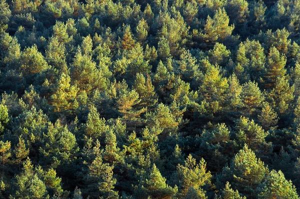 Fundo da floresta com padrão de árvores — Fotografia de Stock