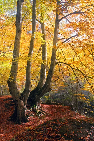 Træer i efteråret - Stock-foto