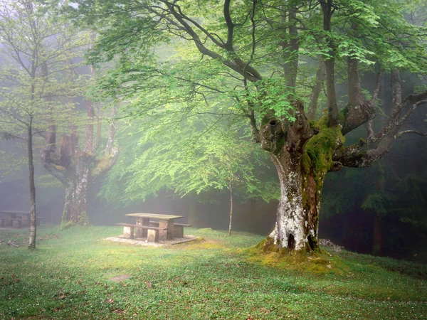 Picnic table in mysterious forest — Stock Photo, Image