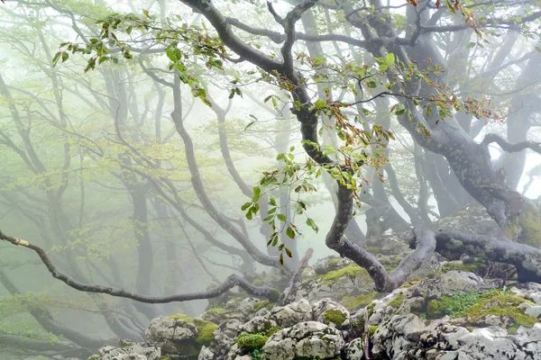 Forêt aux lianes — Photo