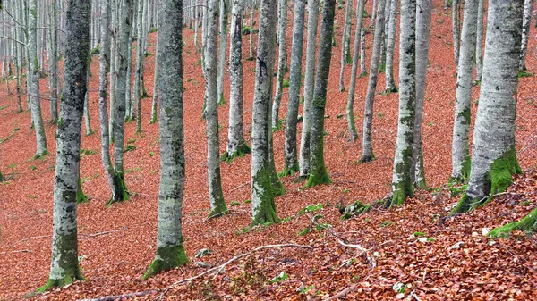 Kmeny stromů na podzim — Stock fotografie