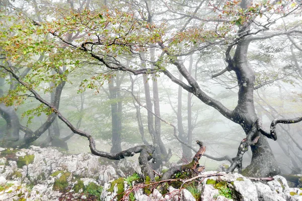 Forêt mystérieuse avec brouillard — Photo