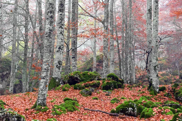 Ormanında sonbahar — Stok fotoğraf