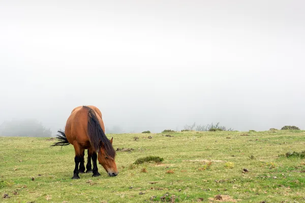 Cavallo al pascolo nella nebbia — Foto Stock