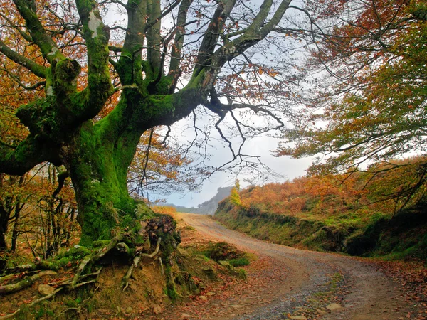 Sentiero in autunno con un albero — Foto Stock