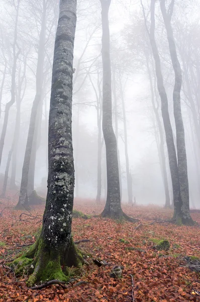 Dlouhé bukové kmeny stromů na podzim — Stock fotografie