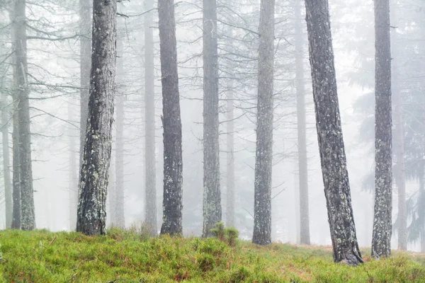 Tronchi d'albero con nebbia — Foto Stock