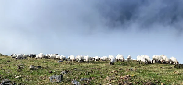 Rebaño de ovejas pastando con niebla — Foto de Stock