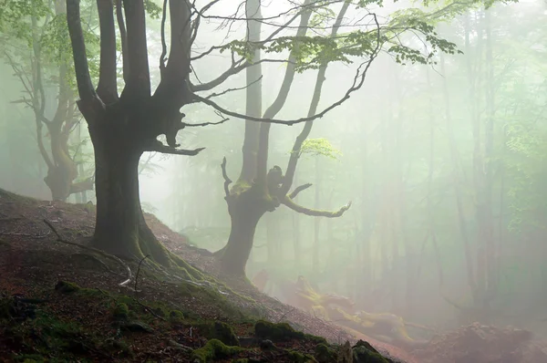 Gruseliger Wald mit unheimlichen Bäumen — Stockfoto