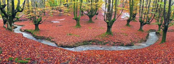 Foresta in autunno con un ruscello — Foto Stock