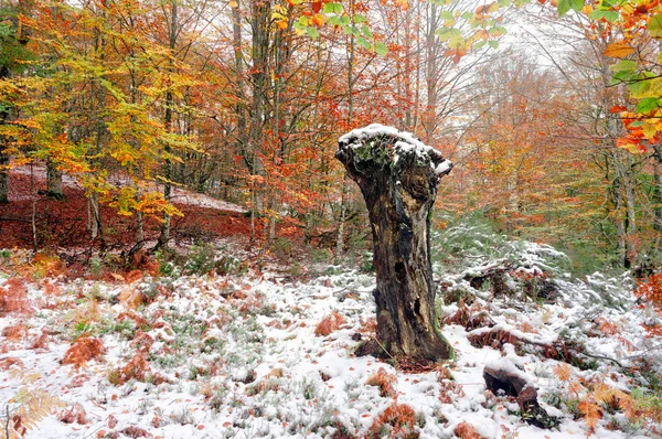 Dead tree trunk in forest with snow — Stock Photo, Image