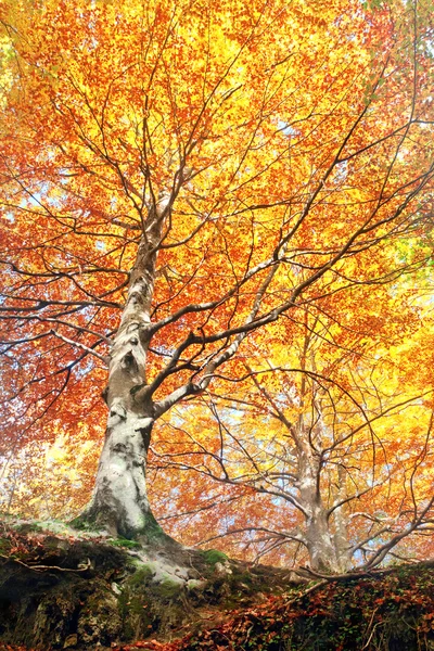 Bosque en otoño — Foto de Stock