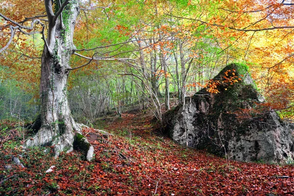 Foresta in autunno con una roccia — Foto Stock