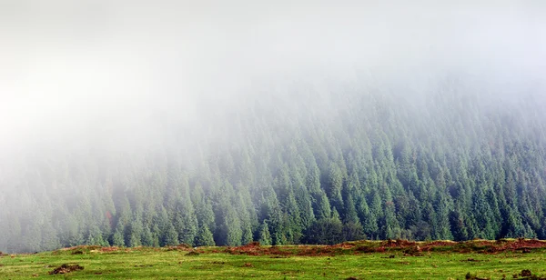Panorama de bosque de pinos brumosos — Foto de Stock
