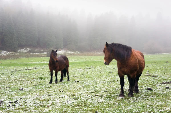 Vinterlandskap med hästar — Stockfoto