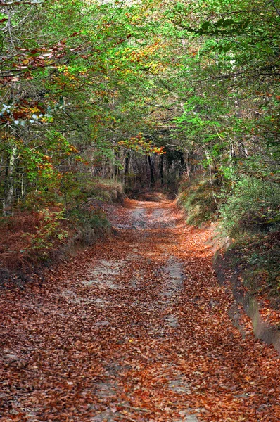 Stezka v lese s listí na zemi — Stock fotografie