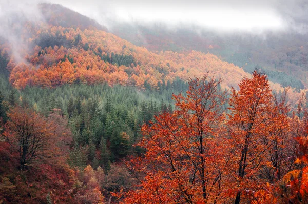鮮やかな色の秋の森 ストック画像