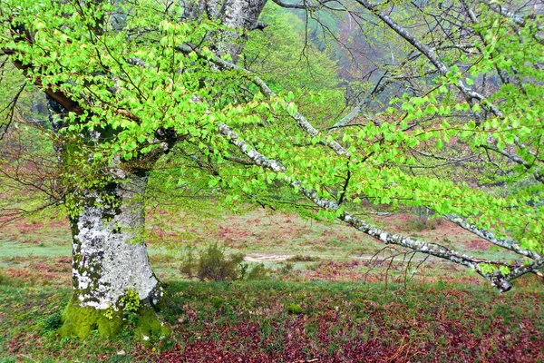 Baum im Frühling mit grüner Farbe auf Blättern — Stockfoto