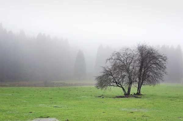 Árbol solitario con niebla —  Fotos de Stock