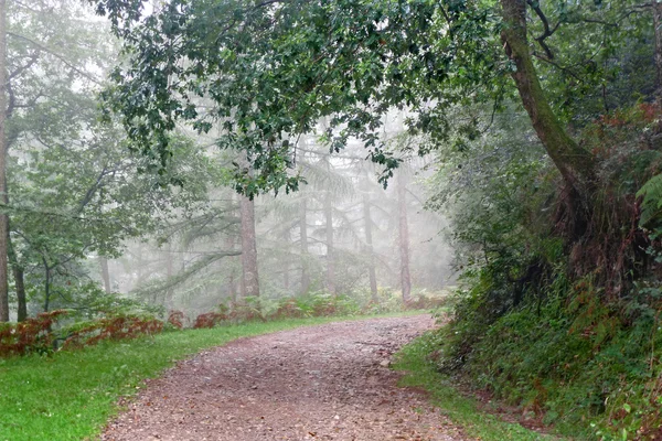Stig i skogen med regn och dimma — Stockfoto