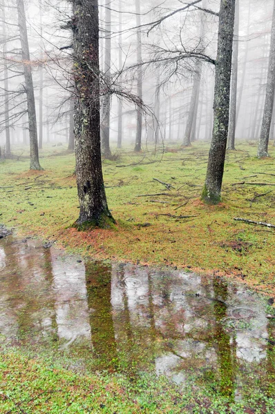 Troncos de árboles con niebla y reflejos en un charco — Foto de Stock