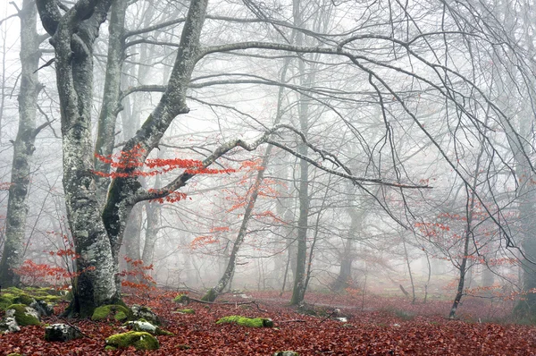 Floresta no outono com nevoeiro — Fotografia de Stock