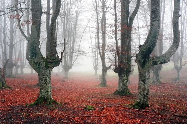 Bosque otoñal con niebla — Foto de Stock