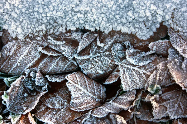 Winter background with frozen leaves — Stock Photo, Image