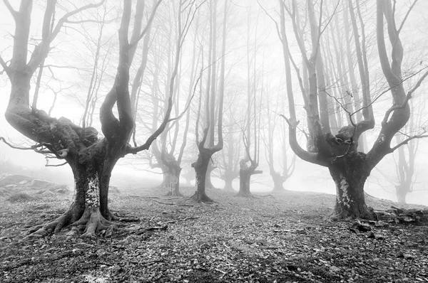 Bos met enge bomen — Stockfoto