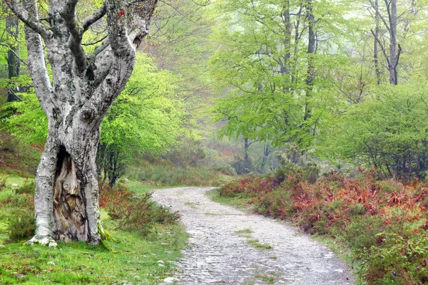 Cesta v lese na jaře — Stock fotografie