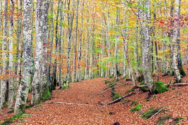 Floresta de faia com cores vivas e trilha — Fotografia de Stock