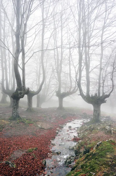 Wald mit Nebel und Bach — Stockfoto