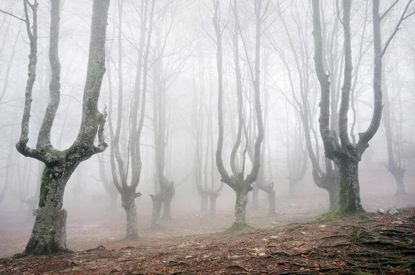 Floresta com árvores assustadoras — Fotografia de Stock