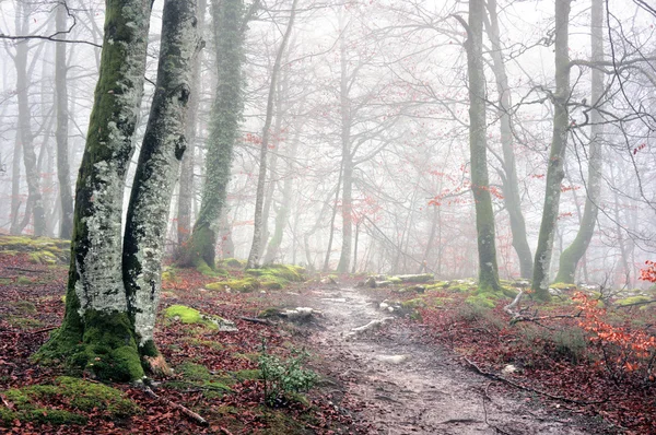 Bosco con nebbia e sentiero — Foto Stock