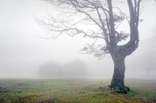 Mystérieuse maison dans la forêt avec brouillard — Photo