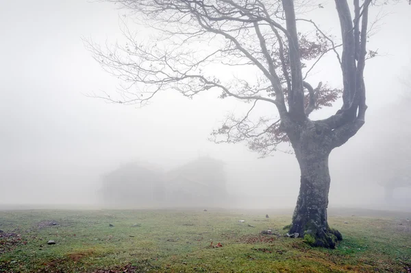 Misteriosa casa na floresta com nevoeiro — Fotografia de Stock