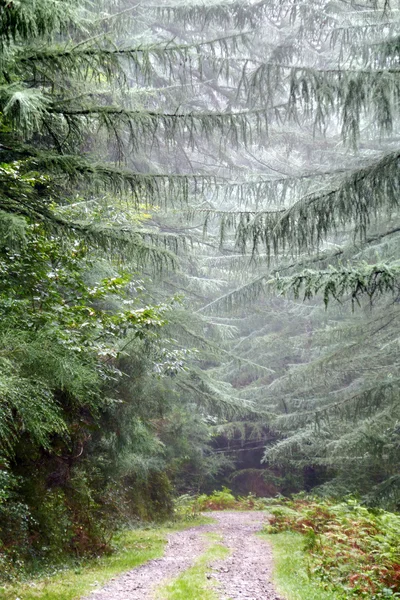 Sentier dans la forêt de conifères — Photo