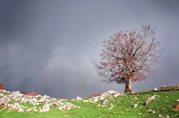 Árvore solitária com nuvens tempestuosas — Fotografia de Stock