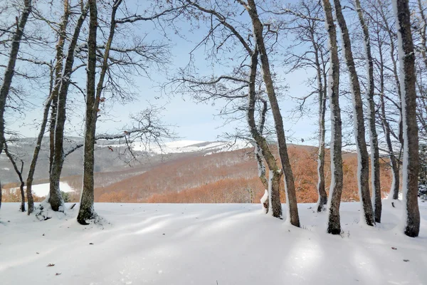 Troncs d'arbres gelés sur la forêt et les montagnes — Photo