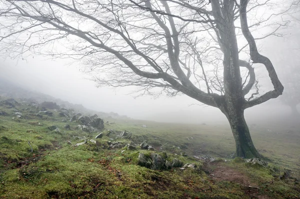 Árvore solitária no nevoeiro — Fotografia de Stock