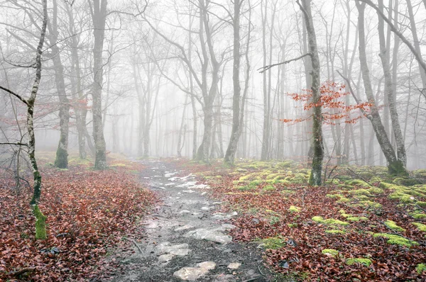 Trail in mistige bos op herfst — Stockfoto