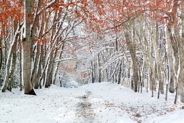 Foresta con neve e foglie rosse autunnali — Foto Stock
