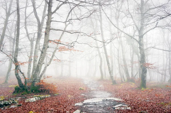 Trail in foggy forest on autumn — Stock Photo, Image