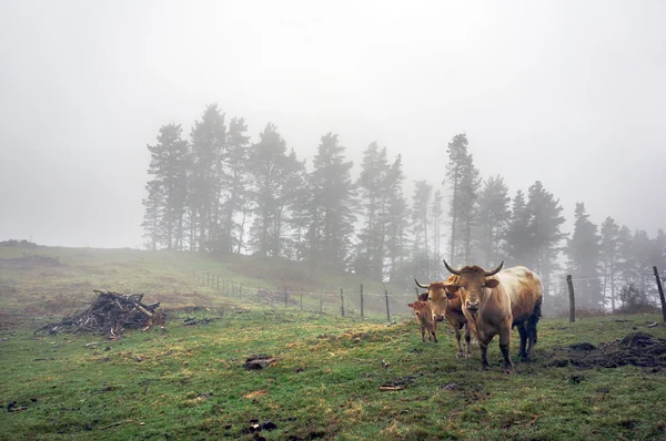 Familj av bruna kor på fältet — Stockfoto
