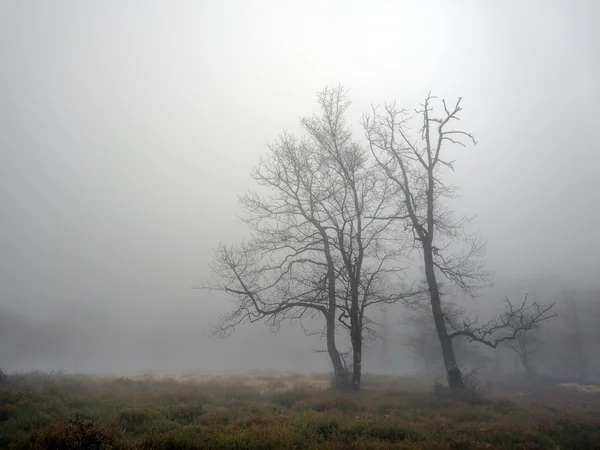 Árvore misteriosa com nevoeiro — Fotografia de Stock