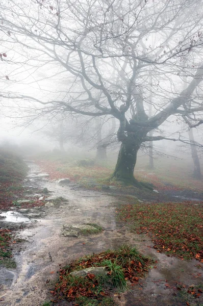 Trail in the forest in rainy day — Stock Photo, Image